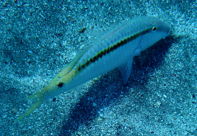Click to View Red Sea Goatfish<br><span style='font-size:12px'><i>Dave & Rose</i></span>