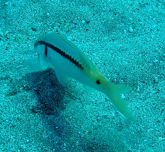 Click to View Red Sea Goatfish<br><span style='font-size:12px'><i>Dave & Rose</i></span>