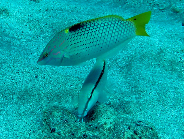 Click to View Red Sea Goatfish w Wrasse<br><span style='font-size:12px'><i>Dave & Rose</i></span>