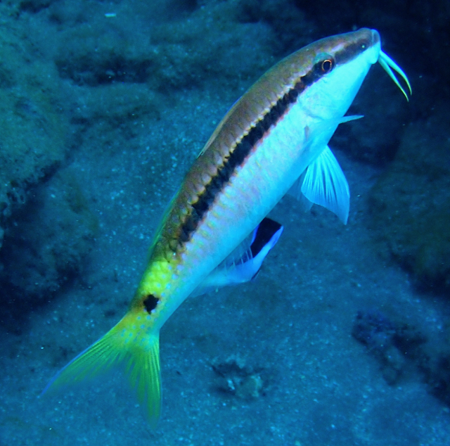 Click to View Red Sea Goatfish<br><span style='font-size:12px'><i>Dave & Rose</i></span>