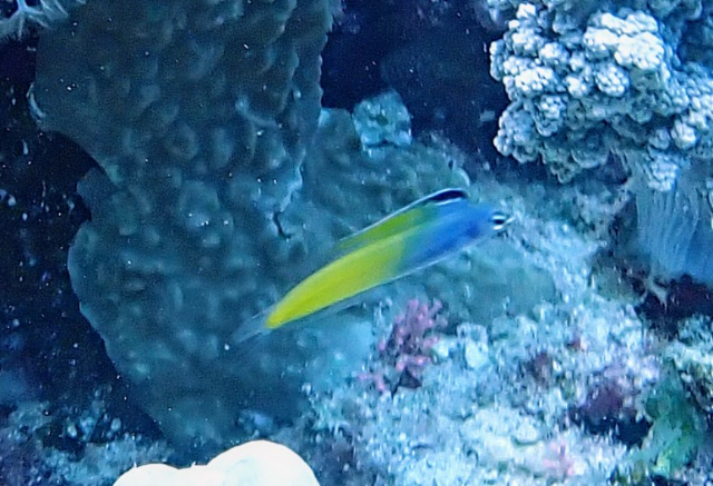 Click to View Red Sea Mimic Blenny<br><span style='font-size:12px'><i>Dave & Rose</i></span>