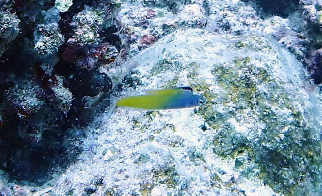 Click to View Red Sea Mimic Blenny<br><span style='font-size:12px'><i>Dave & Rose</i></span>