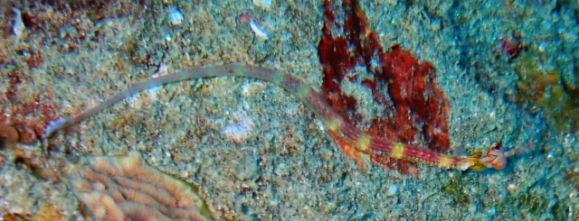 Click to View Red Sea Pipefish<br><span style='font-size:12px'><i>Dave & Rose</i></span>