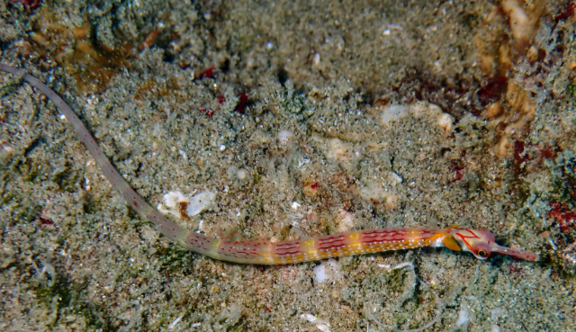 Click to View Red Sea Pipefish<br><span style='font-size:12px'><i>Dave & Rose</i></span>