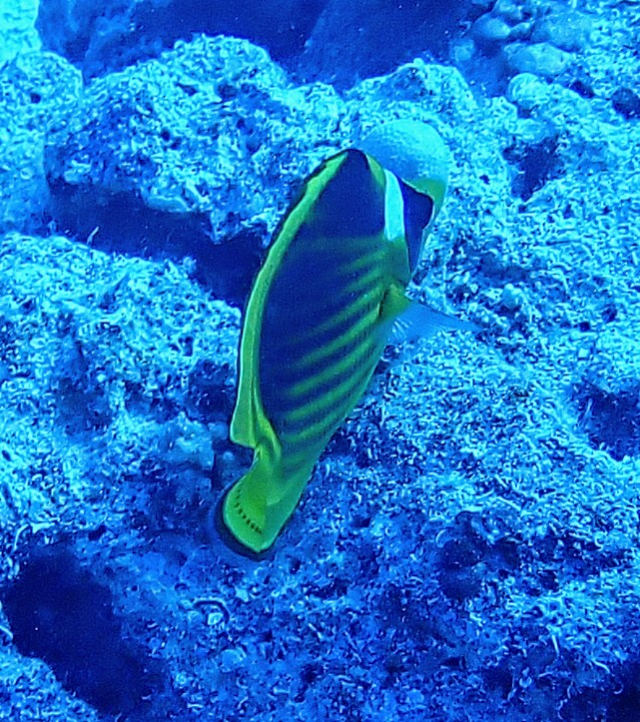 Click to View Red Sea Raccoon Butterflyfish<br><span style='font-size:12px'><i>Dave & Rose</i></span>
