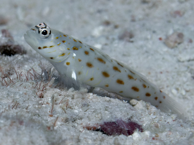 Red Sea Shrimpgoby<br><span style='font-size:12px'><i>iNaturalist</i>&nbsp&nbsp&nbsp&nbsp</span>