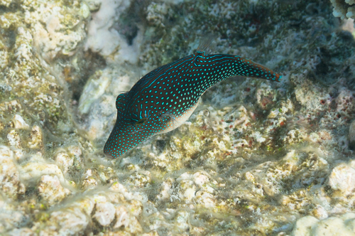 Click to View Red Sea Toby<br><span style='font-size:12px'><i>iNaturalist</i></span>