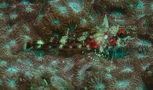 Click to View Red Triplefin<br><span style='font-size:12px'><i>Dave & Rose</i></span>