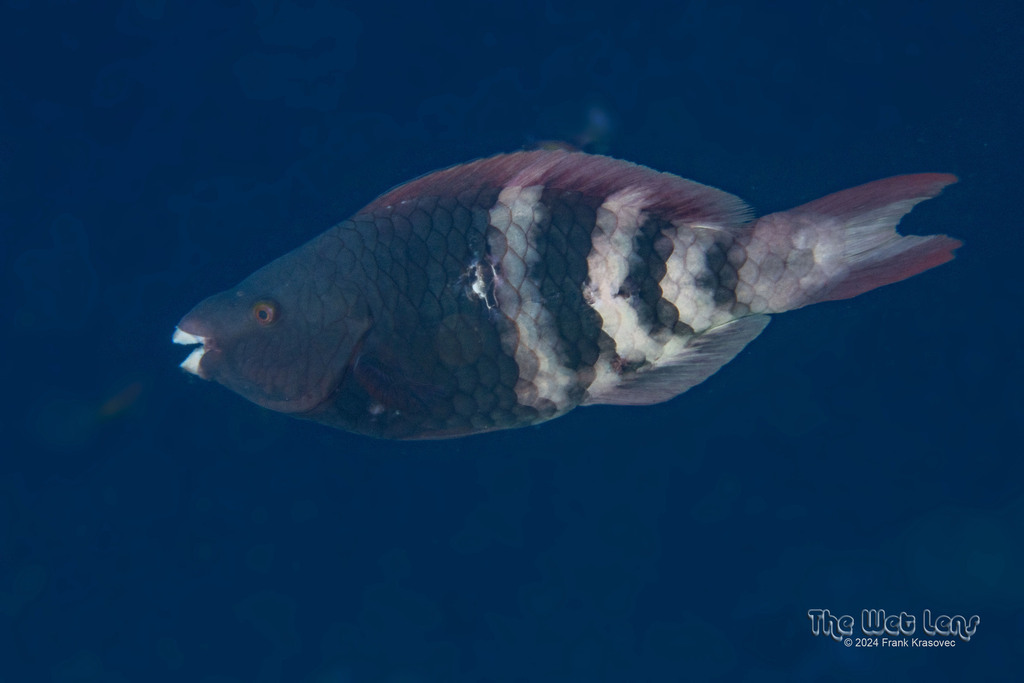 Click to View Redbarred Parrotfish<br><span style='font-size:12px'><i>Dave & Rose</i></span>