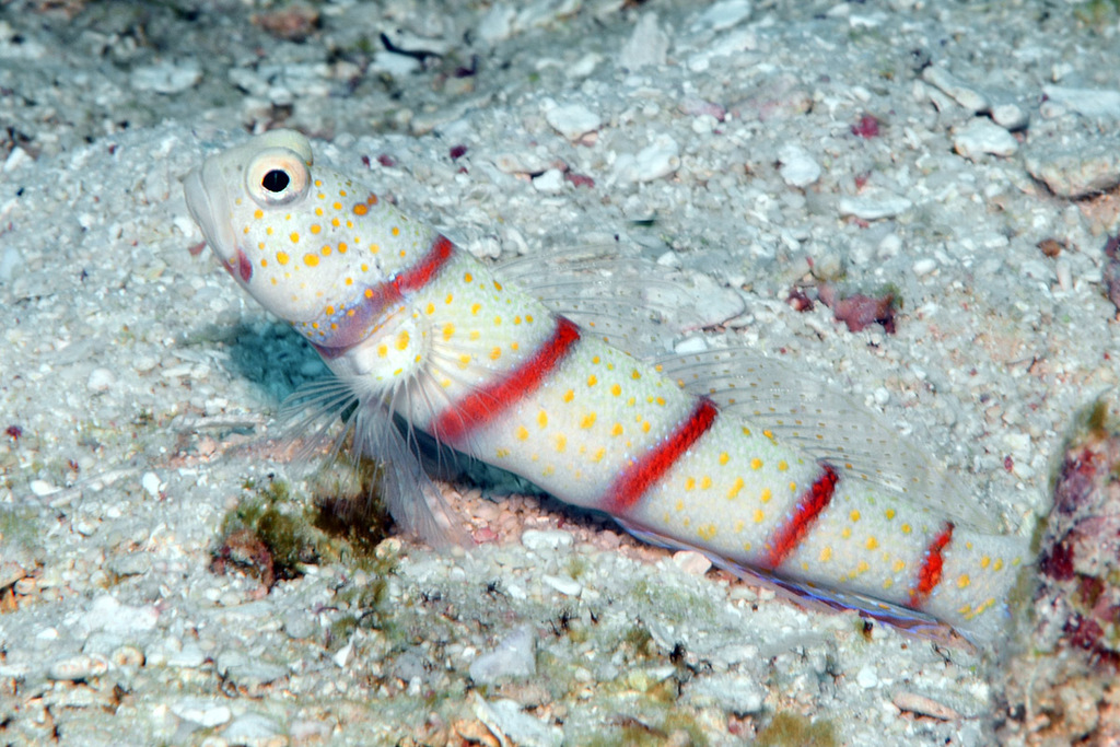 Click to View Red-barred Shrimpgoby<br><span style='font-size:12px'><i>iNaturalist</i></span>
