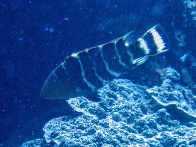 Click to View Redbreasted Wrasse<br><span style='font-size:12px'><i>Dave & Rose</i></span>