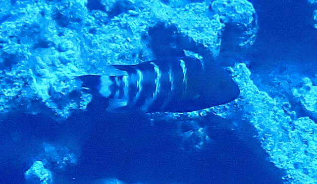 Click to View Red Sea Redbreasted Wrasse<br><span style='font-size:12px'><i>Dave & Rose</i></span>