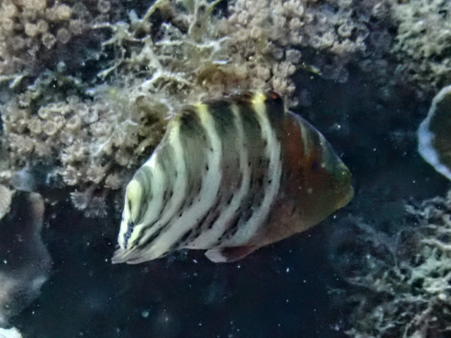 Redbreasted Wrasse<br><span style='font-size:12px'><i>Dave & Rose</i></span>