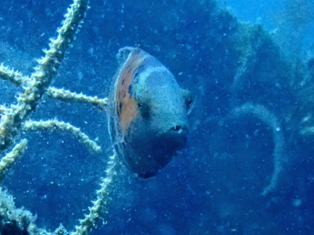 Redbreasted Wrasse<br><span style='font-size:12px'><i>Dave & Rose</i></span>