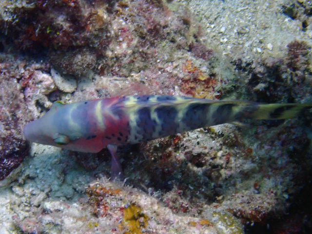 Redbreasted Wrasse<br><span style='font-size:12px'><i>Dave & Rose</i></span>