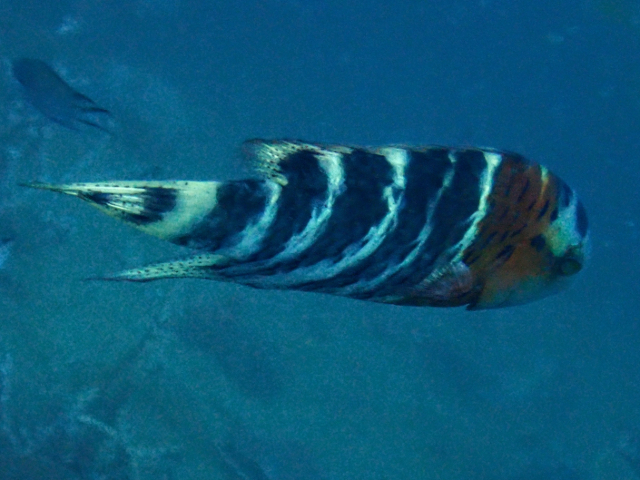 Click to View Redbreasted Wrasse<br><span style='font-size:12px'><i>Dave & Rose</i></span>