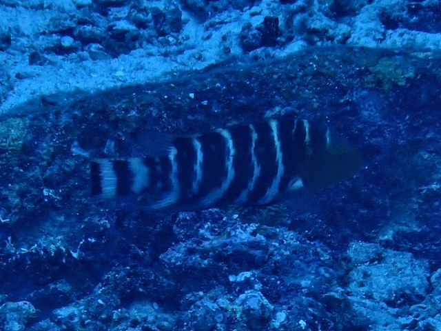 Click to View Redbreasted Wrasse<br><span style='font-size:12px'><i>Dave & Rose</i></span>