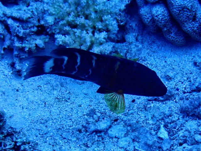 Click to View Red Sea Redbreasted Wrasse<br><span style='font-size:12px'><i>Dave & Rose</i></span>