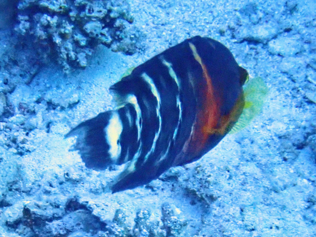 Click to View Red Sea Redbreasted Wrasse<br><span style='font-size:12px'><i>Dave & Rose</i></span>