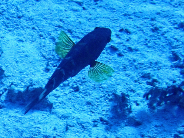 Click to View Red Sea Redbreasted Wrasse<br><span style='font-size:12px'><i>Dave & Rose</i></span>