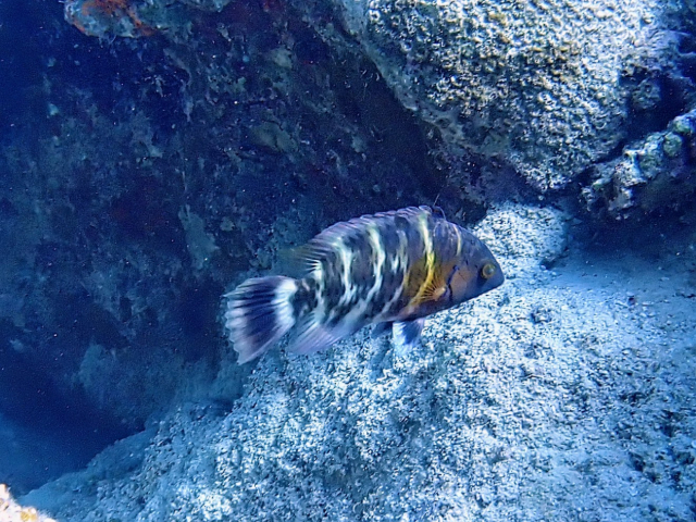 Click to View Red Sea Redbreasted Wrasse<br><span style='font-size:12px'><i>Dave & Rose</i></span>