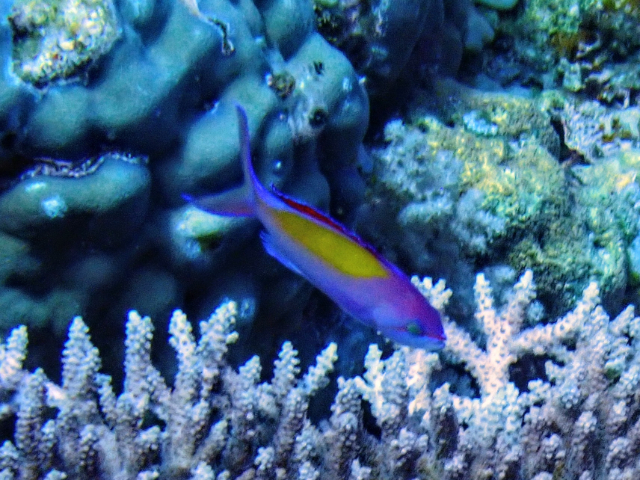 Redfin Anthias Redfin Anthias<br><span style='font-size:12px'><i>Dave & Rose</i>  Philippines  29th Apr 2026</span>
