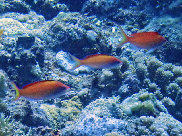 Click to View Redfin Anthias - females<br><span style='font-size:12px'><i>Dave & Rose</i></span>