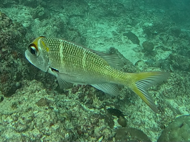 Click to View Redfin Bream<br><span style='font-size:12px'><i>Dave & Rose</i></span>