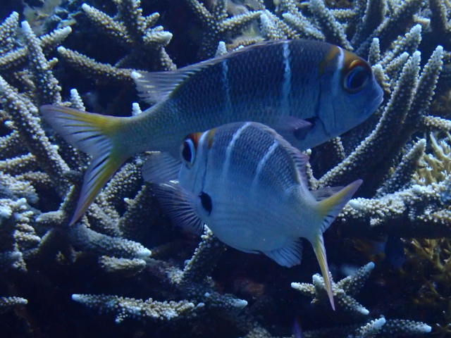 Redfin Bream<br><span style='font-size:12px'><i>Dave & Rose</i>&nbsp&nbspPhilippines&nbsp&nbsp29th Apr 2026</span>
