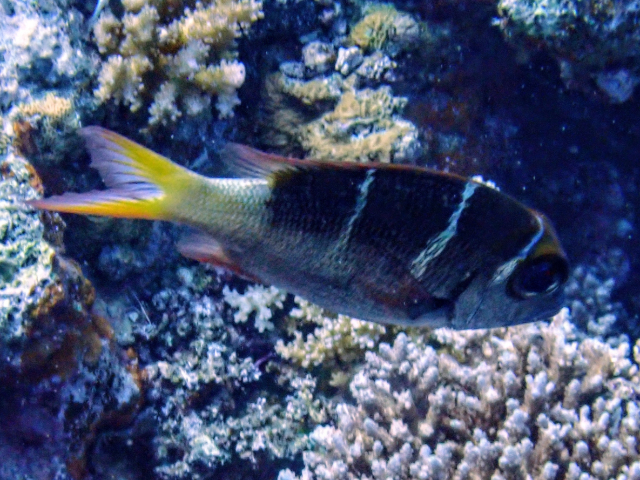 Redfin Bream<br><span style='font-size:12px'><i>Dave & Rose</i></span>