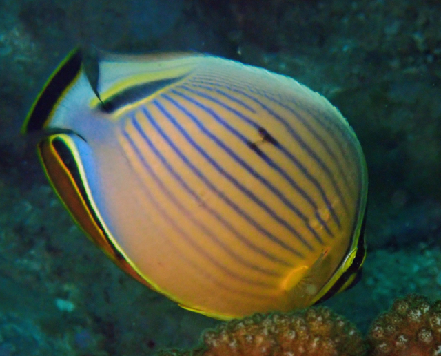 Click to View Redfin Butterflyfish<br><span style='font-size:12px'><i>Dave & Rose</i></span>