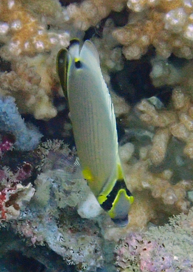 Click to View Redfin Butterflyfish<br><span style='font-size:12px'><i>Dave & Rose</i></span>