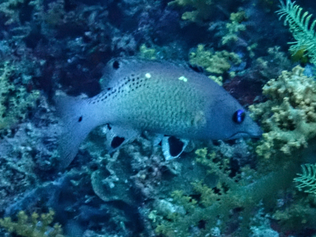 Redfin Hogfish<br><span style='font-size:12px'><i>Dave & Rose</i></span>