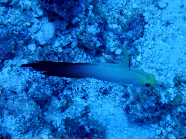 Red Fire-goby<br><span style='font-size:12px'><i>Dave & Rose</i></span>