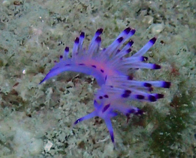 Click to View Redlined Flabellina<br><span style='font-size:12px'><i>Dave & Rose</i></span>