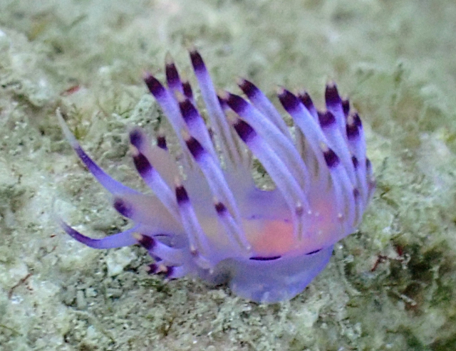 Click to View Redlined Flabellina<br><span style='font-size:12px'><i>Dave & Rose</i></span>