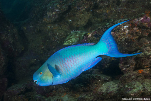 Click to View Redlip Parrotfish<br><span style='font-size:12px'><i>iNaturalist</i></span>