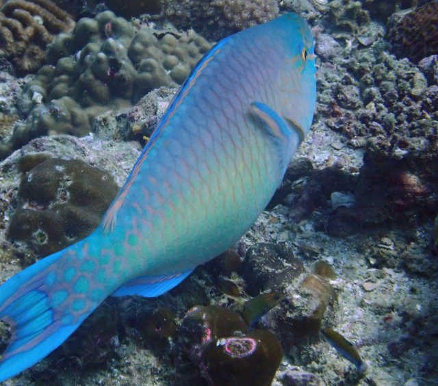 Redlip Parrotfish<br><span style='font-size:12px'><i>Dave & Rose</i></span>