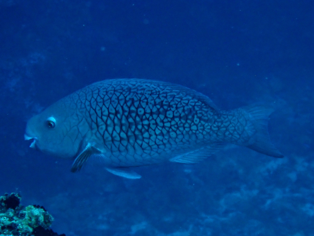 Click to View Redlip Parrotfish<br><span style='font-size:12px'><i>Dave & Rose</i></span>