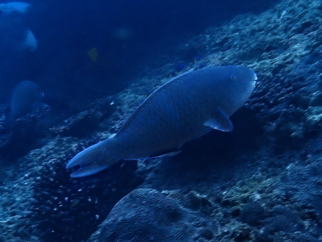 Redlip Parrotfish<br><span style='font-size:12px'><i>Dave & Rose</i></span>
