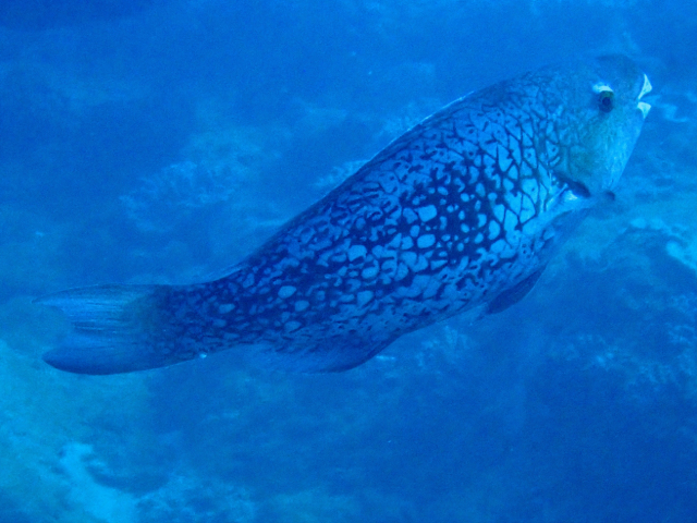 Click to View Redlip Parrotfish ♀<br><span style='font-size:12px'><i>Dave & Rose</i></span>