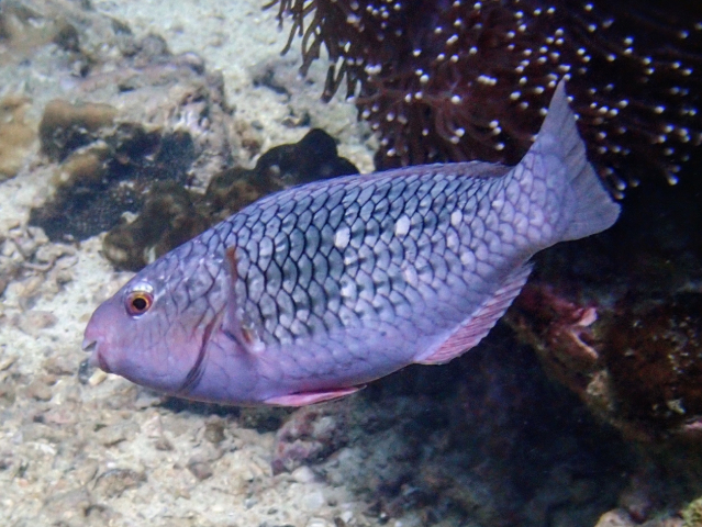 Click to View Redlip Parrotfish ♀<br><span style='font-size:12px'><i>Dave & Rose</i></span>