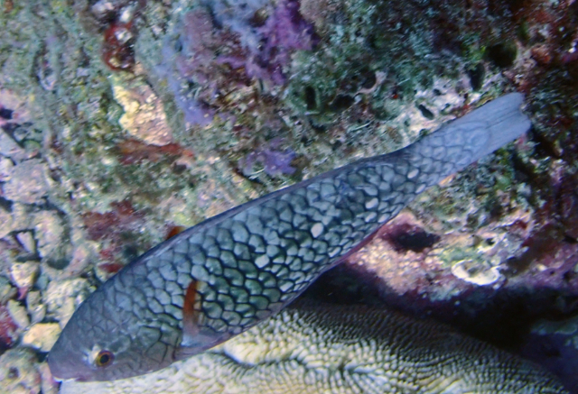 Click to View Redlip Parrotfish<br><span style='font-size:12px'><i>Dave & Rose</i></span>