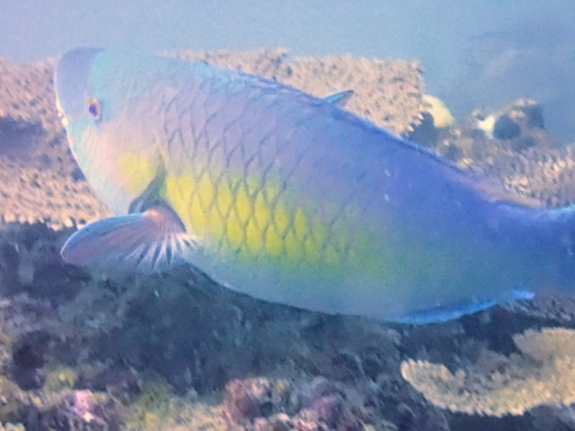 Click to View Redlip Parrotfish<br><span style='font-size:12px'><i>Dave & Rose</i></span>
