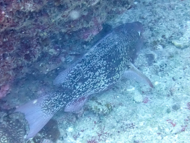 Click to View Redlip Parrotfish ♀<br><span style='font-size:12px'><i>Dave & Rose</i></span>