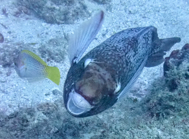 Click to View Redlip Parrotfish ♀<br><span style='font-size:12px'><i>Dave & Rose</i></span>