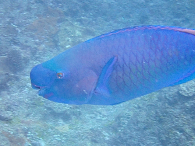 Click to View Redlip Parrotfish<br><span style='font-size:12px'><i>Dave & Rose</i></span>