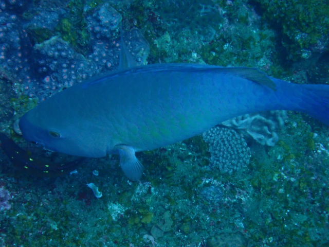 Click to View Redlip Parrotfish<br><span style='font-size:12px'><i>Dave & Rose</i></span>