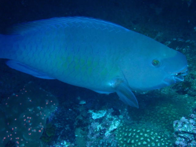 Click to View Redlip Parrotfish<br><span style='font-size:12px'><i>Dave & Rose</i></span>