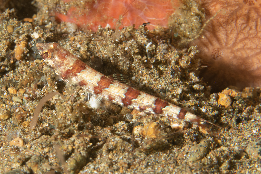Redmarbled Lizardfish<br><span style='font-size:12px'><i>iNaturalist</i>&nbsp&nbsp&nbsp&nbsp</span>